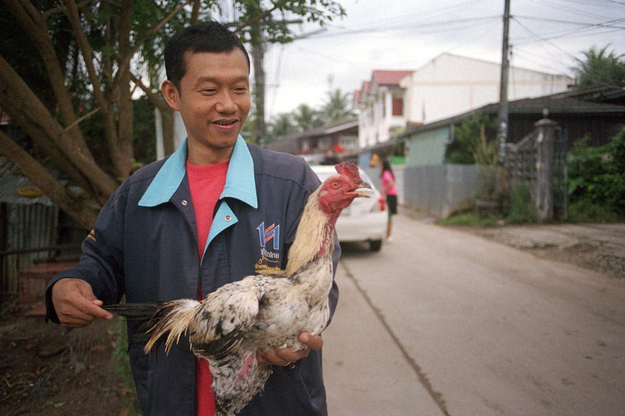 2012: Cockfighting does happen in Mae Sot, but the fighting areas are hidden. My Thai neighbors, a family of tailors, raised cocks on the side. This Burmese man was familiar to me from a sewing notions shop in the market, and was visiting the tailor to test out their fighting cocks' abilities.