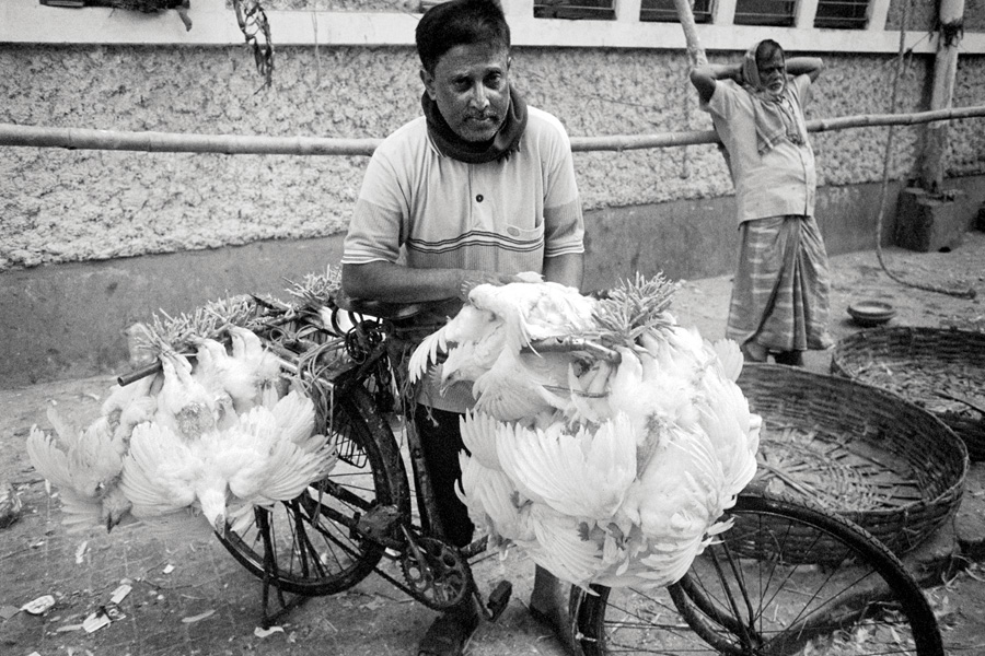 Kolkata, India 2014: A well-organized poultry-transport system.