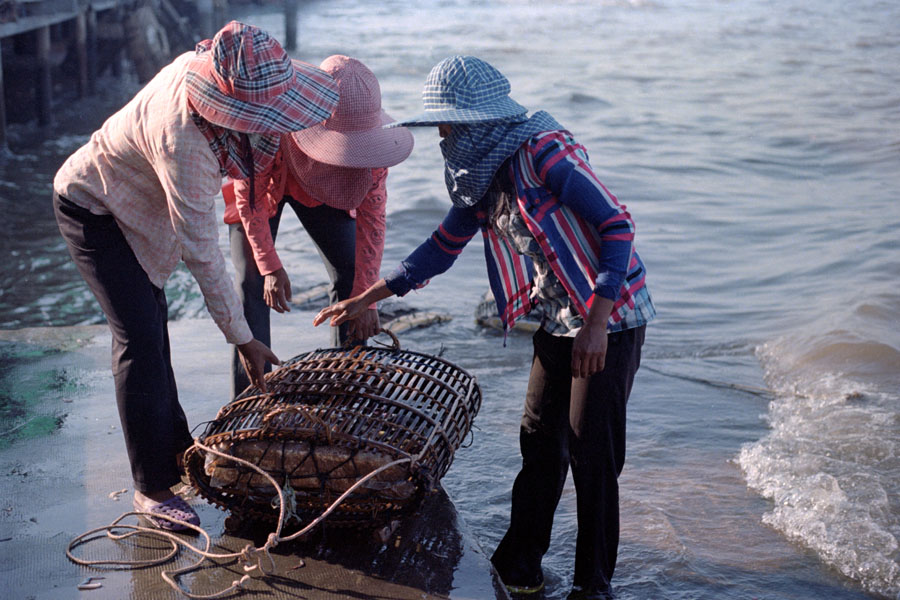 Kep, Cambodia 2012: The crab fishing industry in Cambodia is dominated by women. In Kep, women wade through the water to fetch crab traps, and hawk their wares at the nearby market. Elsewhere along the coast, some of the poorest women in the country peel crabs at factories or at home.